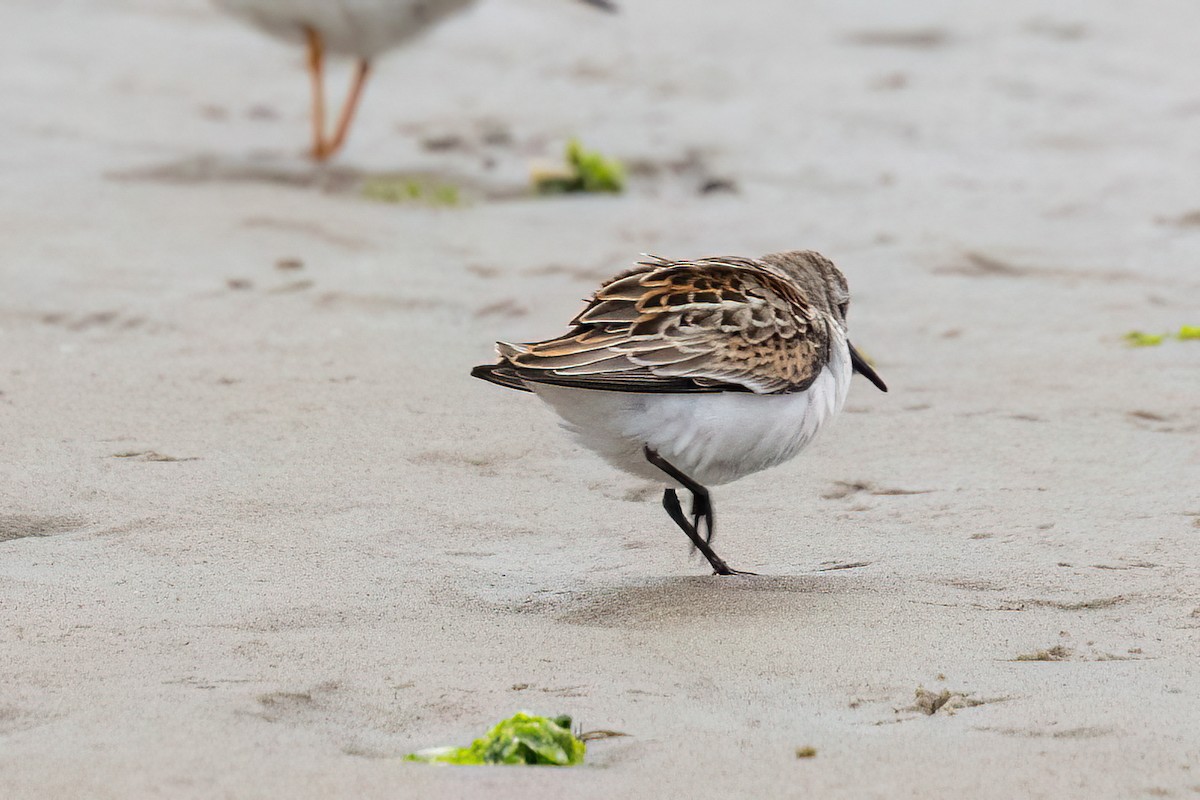 Western Sandpiper - ML623167567