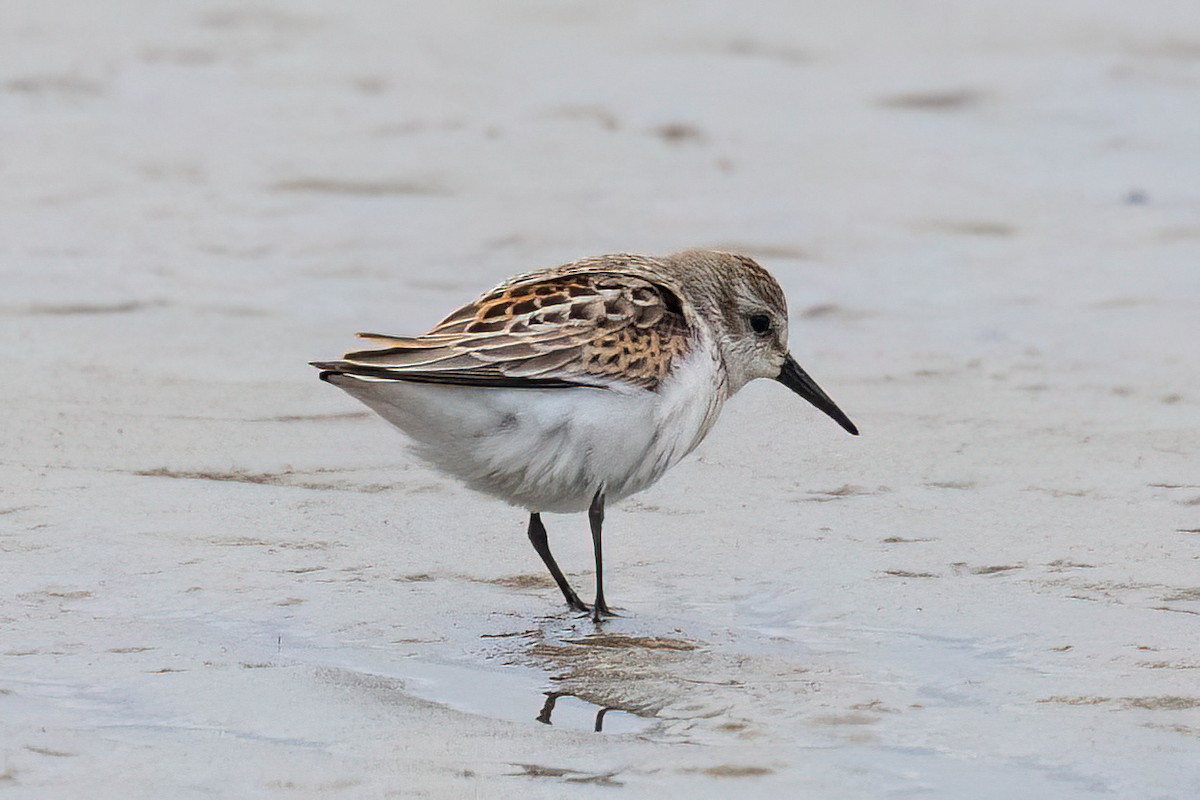 Western Sandpiper - ML623167568