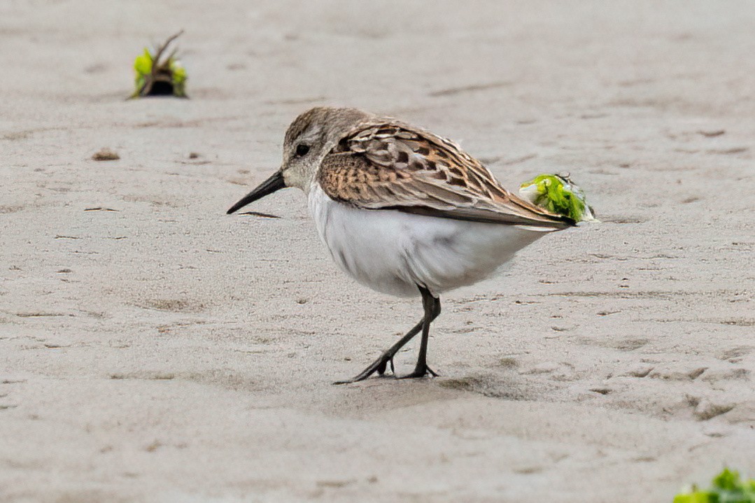 Western Sandpiper - ML623167569
