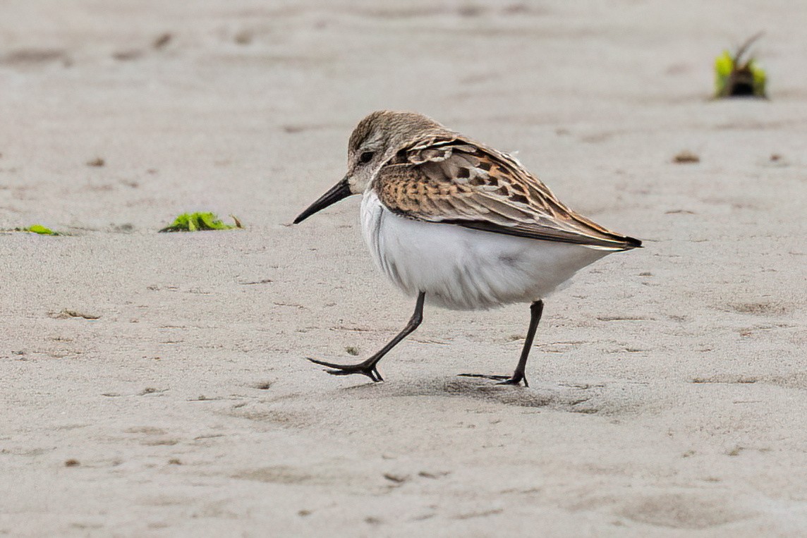 Western Sandpiper - ML623167570