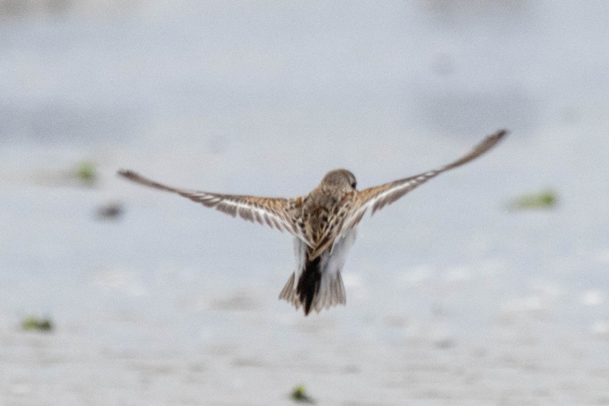 Western Sandpiper - ML623167571