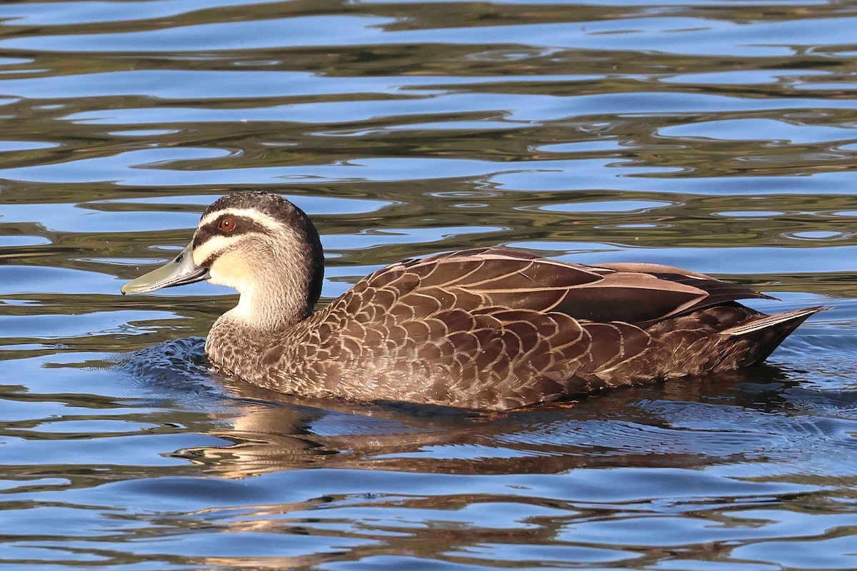 Pacific Black Duck - Lorix Bertling