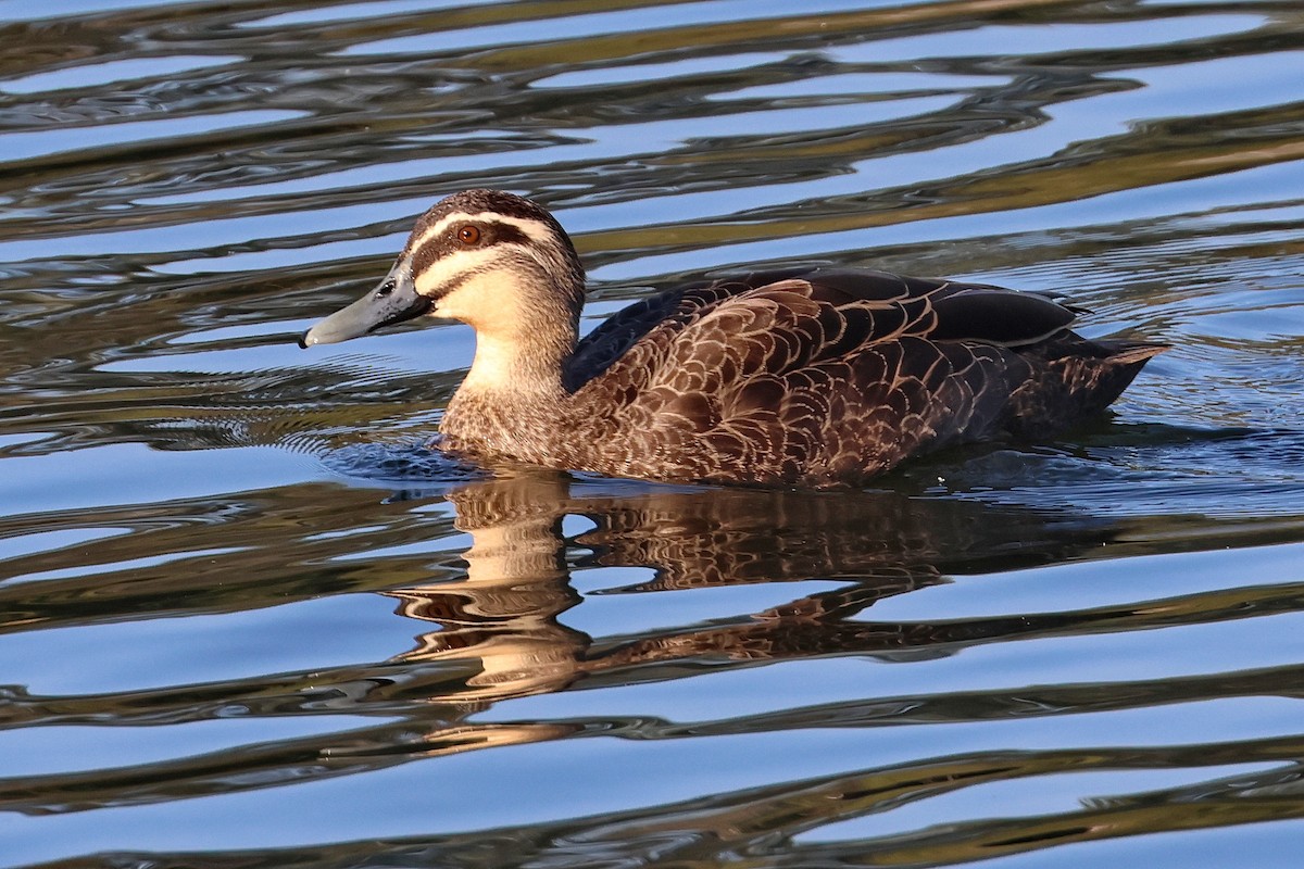 Pacific Black Duck - Lorix Bertling