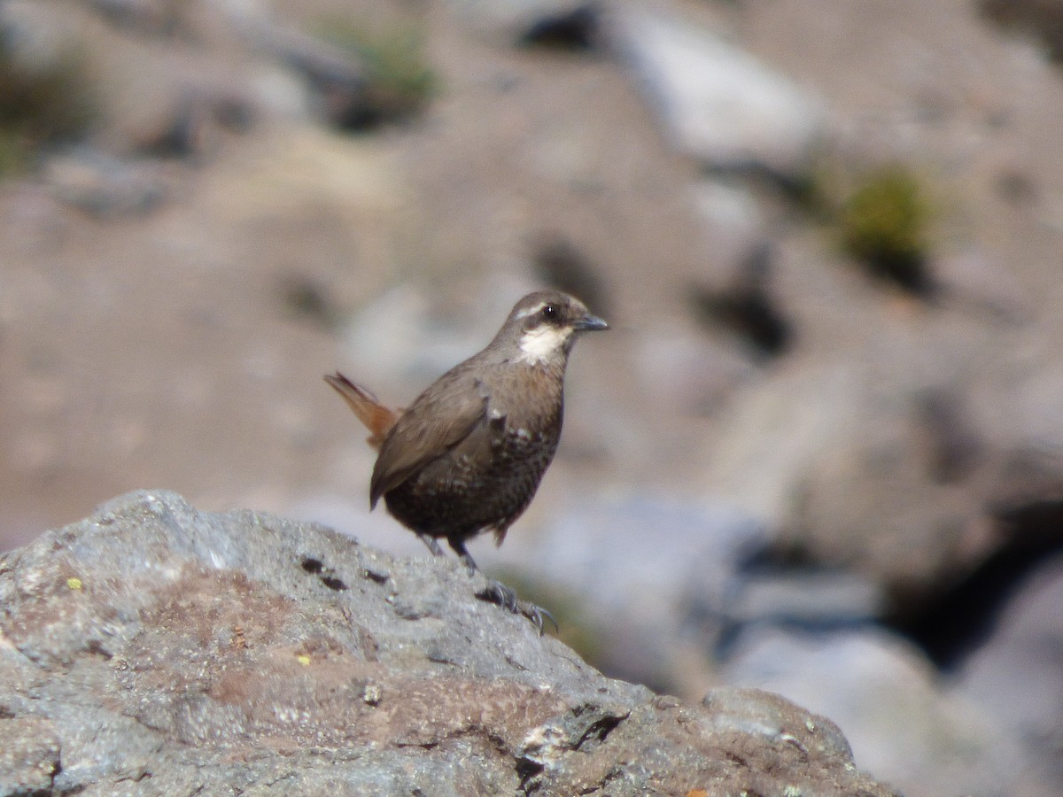Moustached Turca - Antonieta Gonzalez Soto