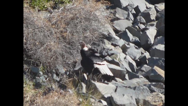 Andean Condor - ML623167664