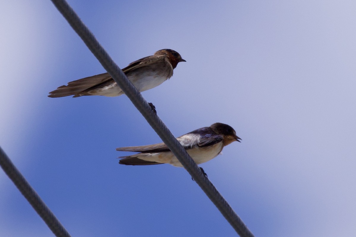 Golondrina Común - ML623167684