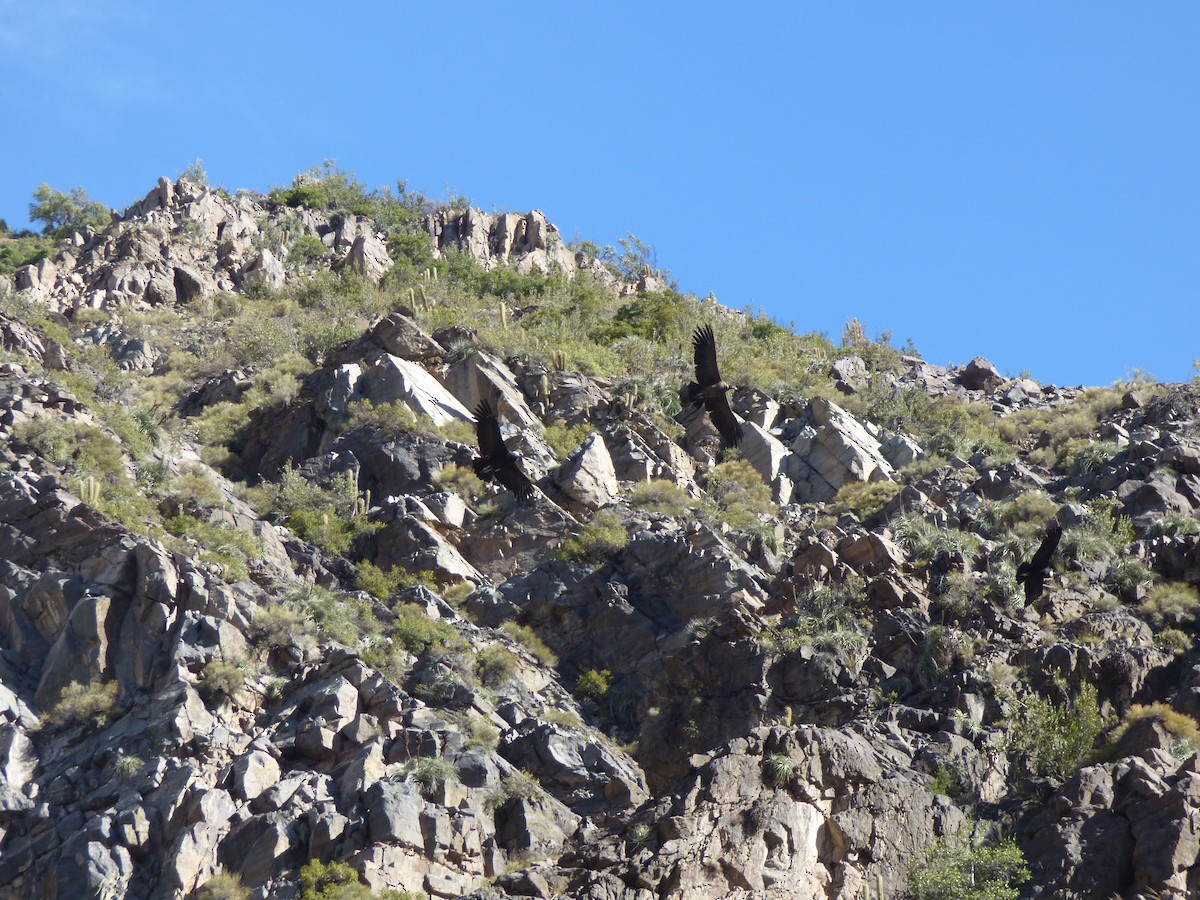 Andean Condor - Antonieta Gonzalez Soto