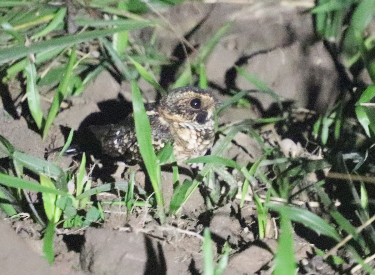 Spot-tailed Nightjar - ML623167698