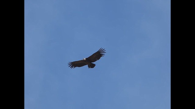 Andean Condor - ML623167707