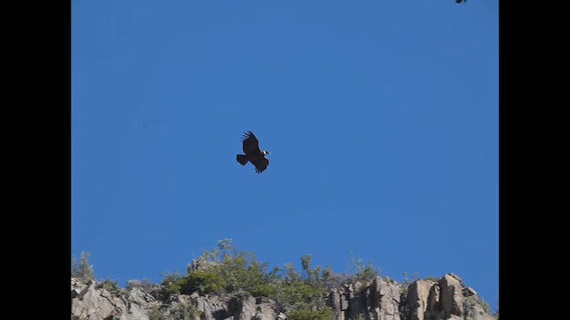 Andean Condor - ML623167721