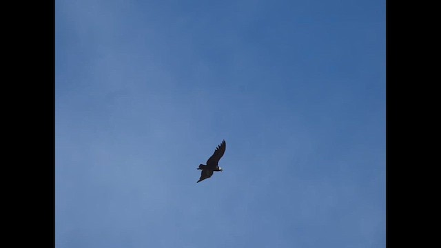 コンドル - ML623167868