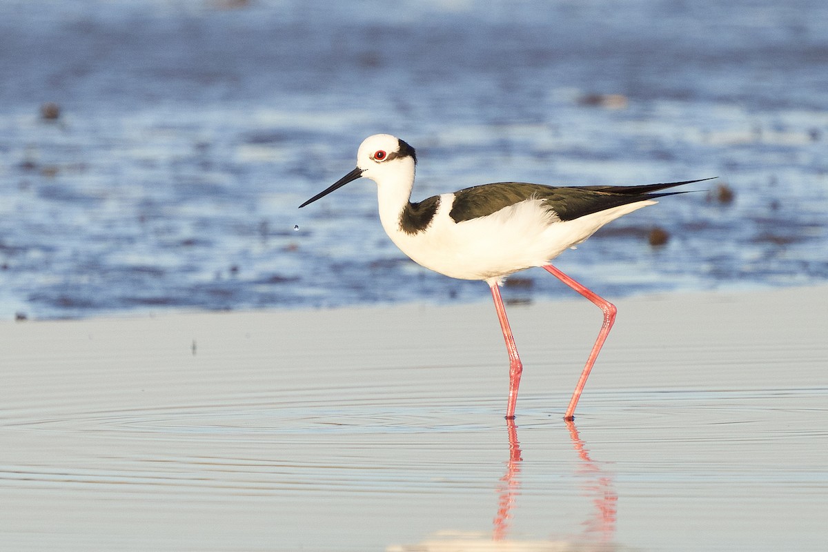 Black-necked Stilt - ML623167891