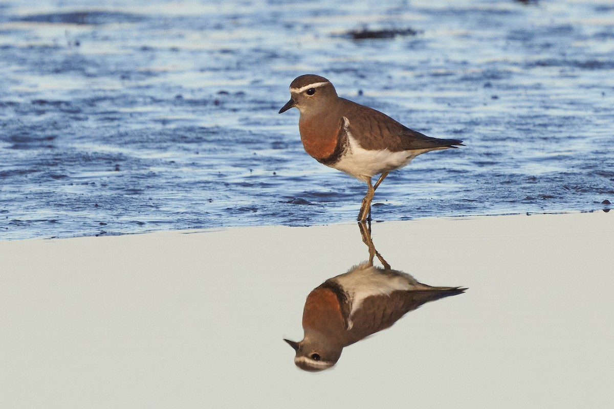 Rufous-chested Dotterel - ML623167901