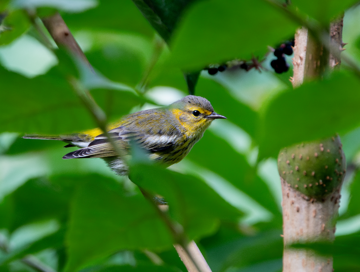 Cape May Warbler - ML623167959