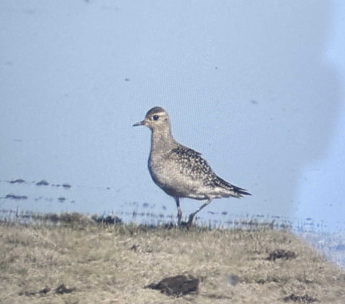 American Golden-Plover - ML623168005