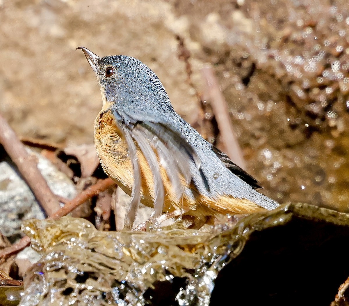 Rusty Flowerpiercer - ML623168013