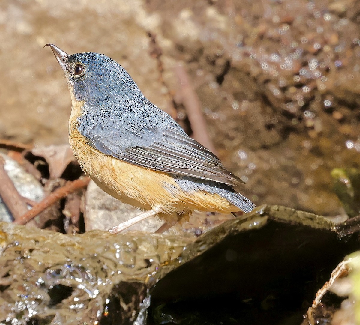 Rusty Flowerpiercer - ML623168014