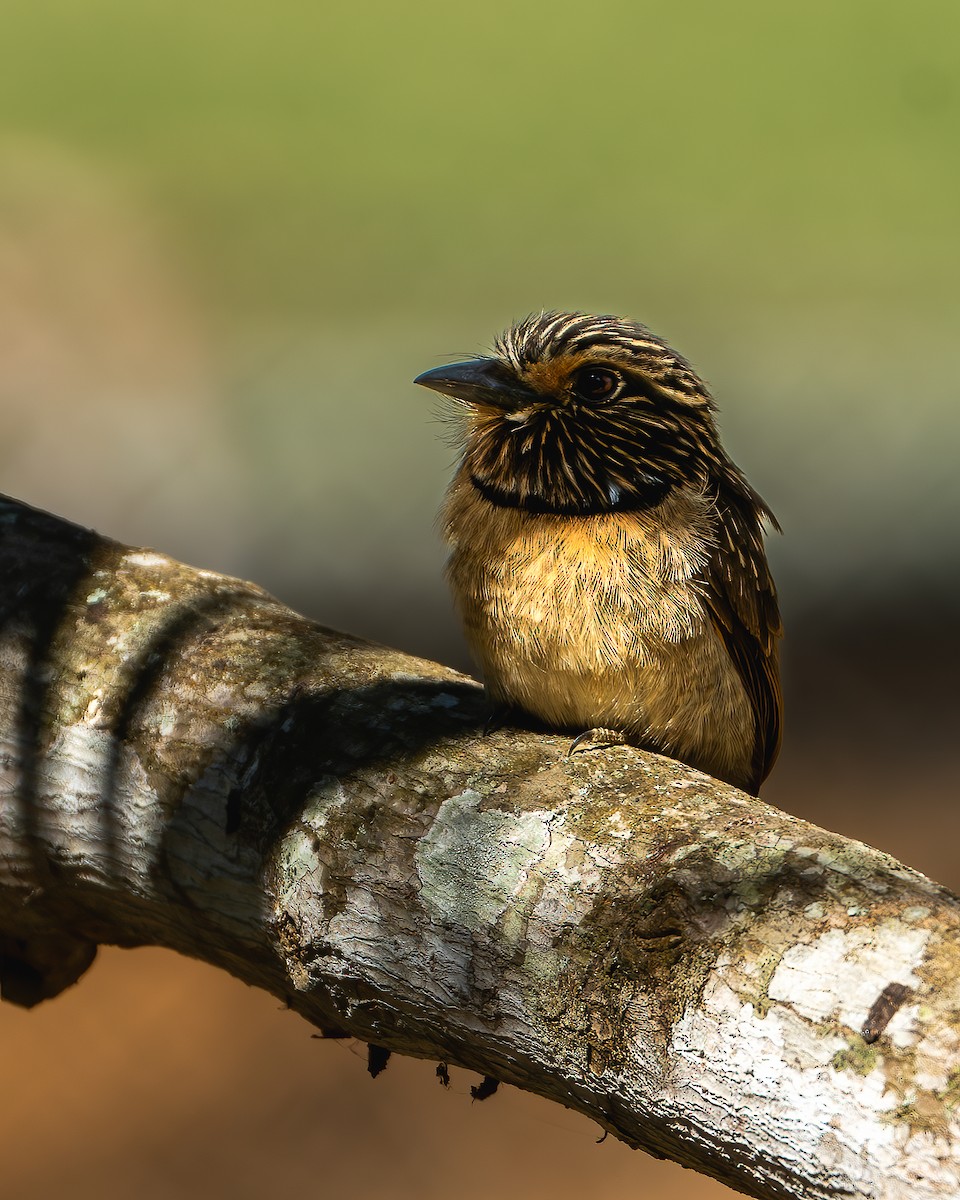 Crescent-chested Puffbird (Greater) - ML623168020