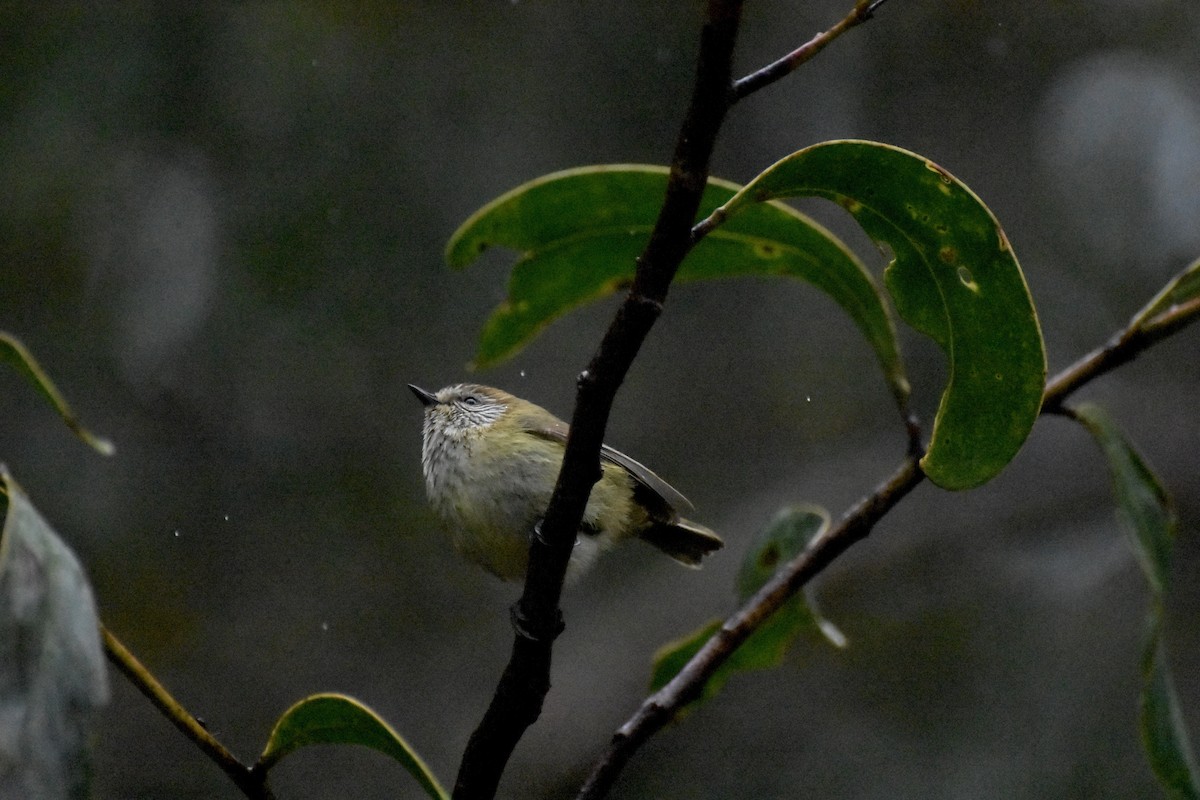 Striated Thornbill - ML623168073