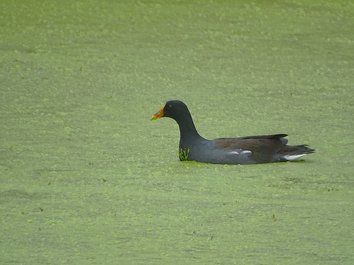 Common Gallinule - ML623168091