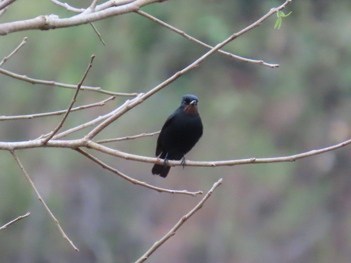 Velvety Black-Tyrant - Matt Alexander