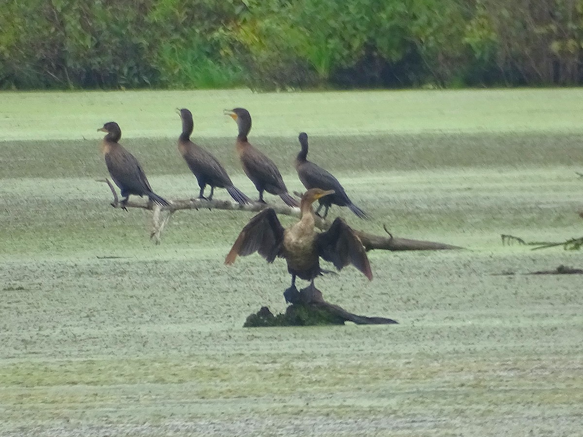 Double-crested Cormorant - ML623168098