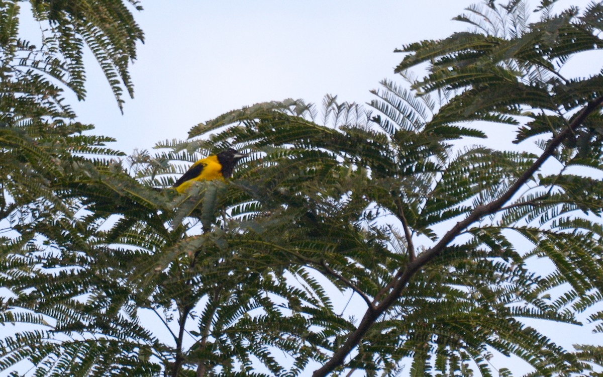 Черноголовый трупиал (dickeyae/nayaritensis) - ML623168101