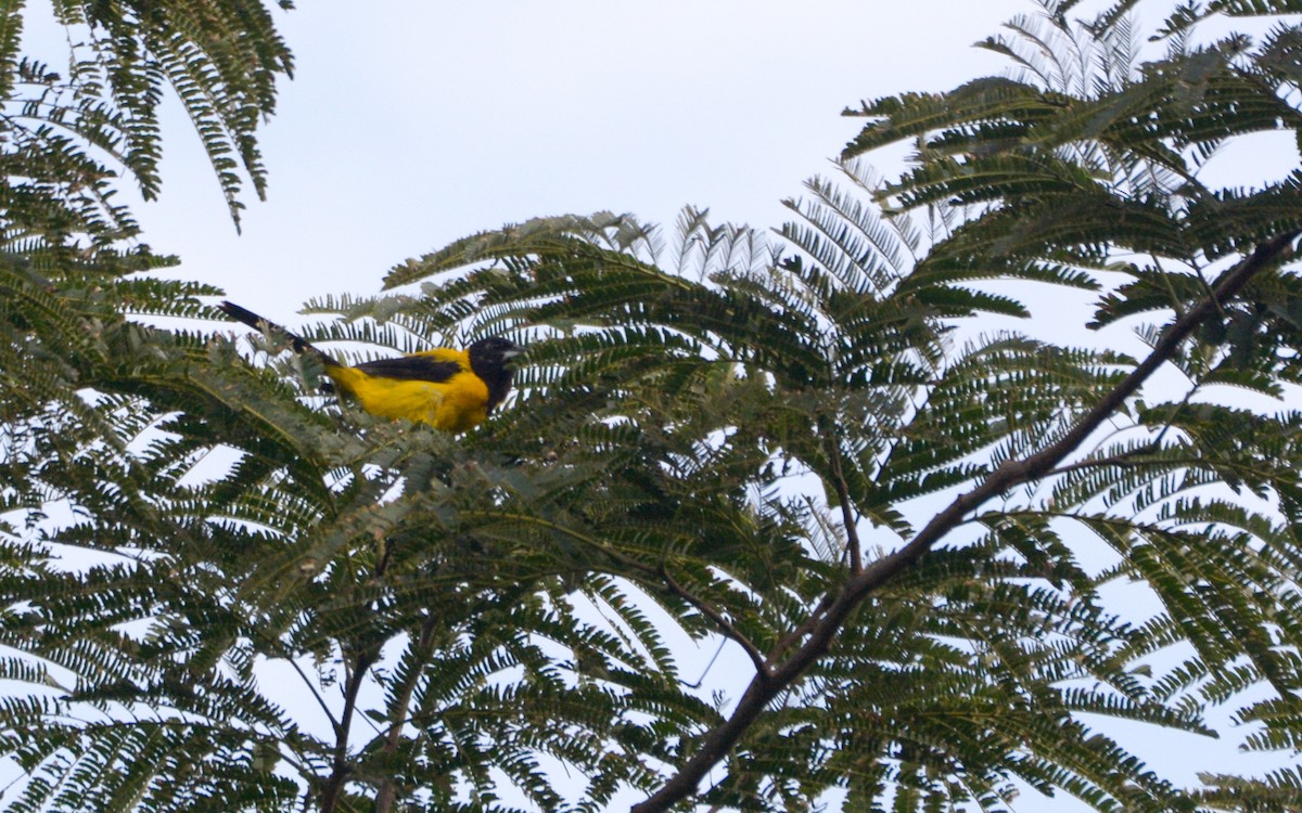 Черноголовый трупиал (dickeyae/nayaritensis) - ML623168102