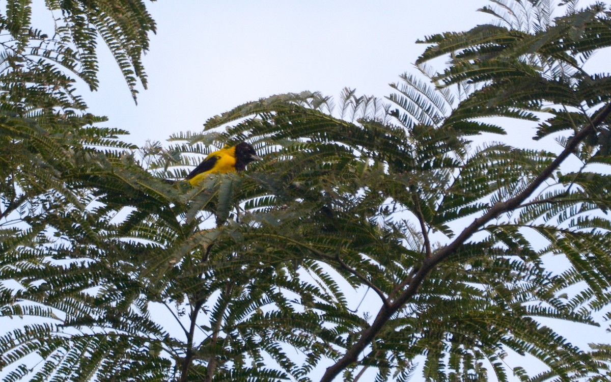 Черноголовый трупиал (dickeyae/nayaritensis) - ML623168103