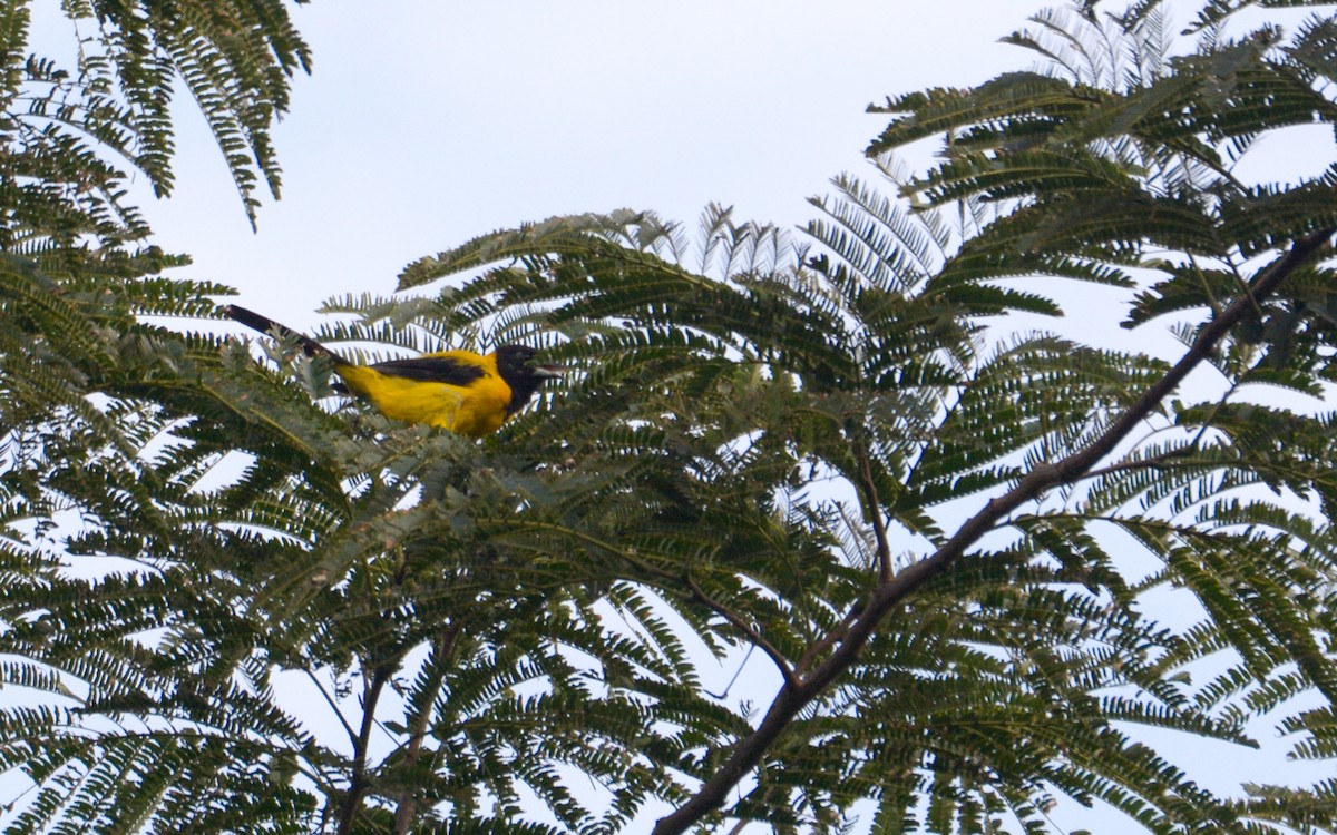 Черноголовый трупиал (dickeyae/nayaritensis) - ML623168104