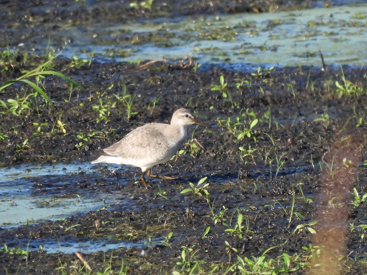 Red Knot - ML623168112