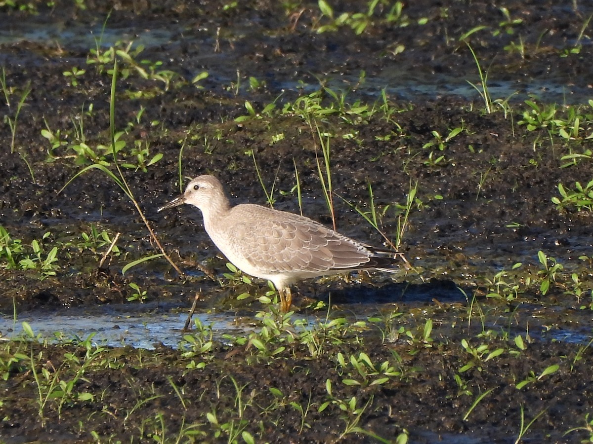 Red Knot - ML623168113