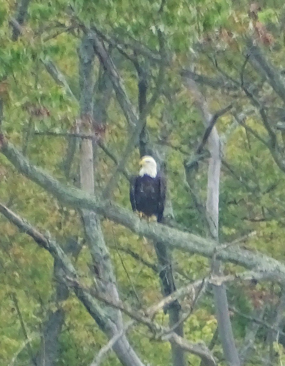 Bald Eagle - ML623168129