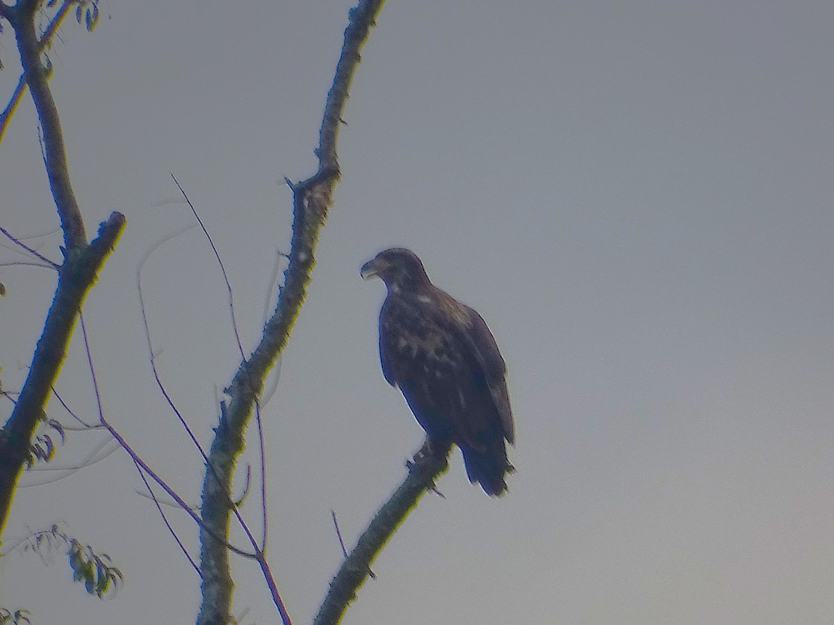 Bald Eagle - ML623168130