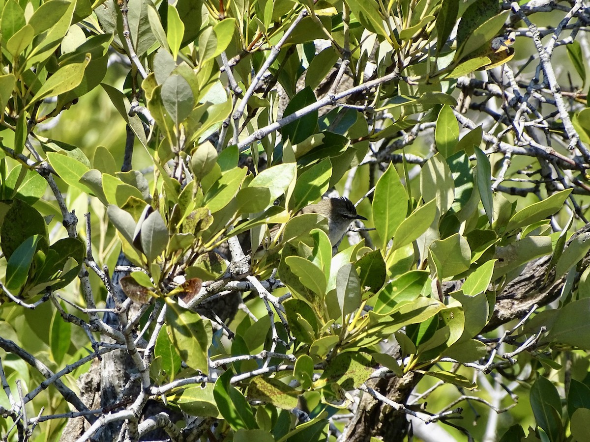 Mangrove Gerygone - ML623168165