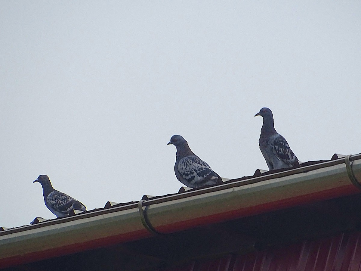 Rock Pigeon (Feral Pigeon) - ML623168195