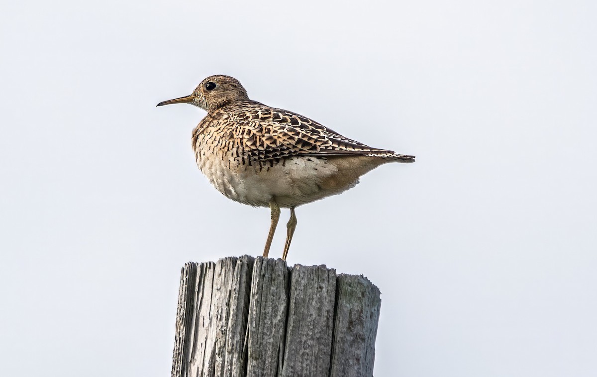 Upland Sandpiper - Gale VerHague