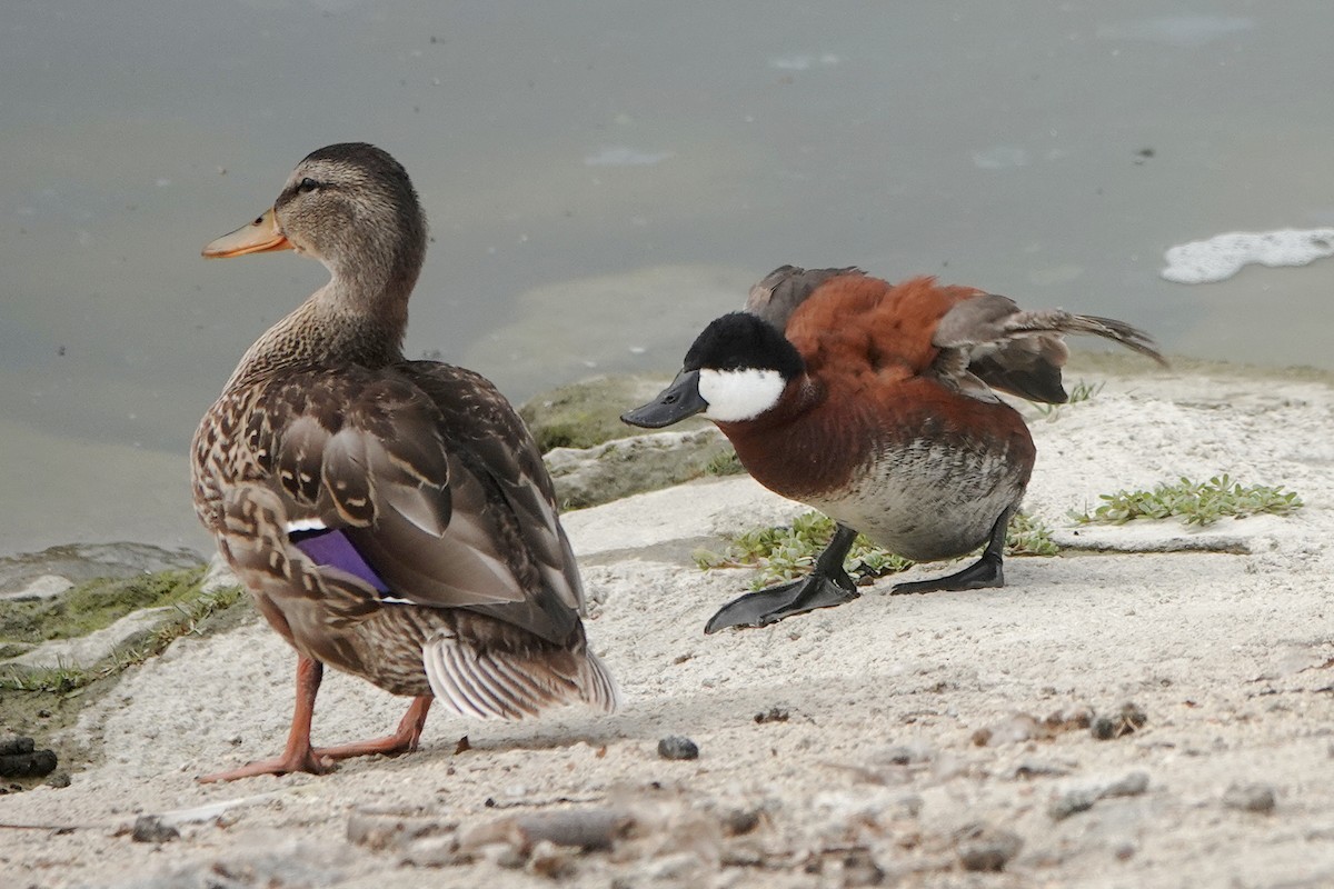 Ruddy Duck - ML623168224