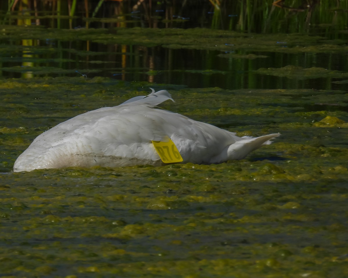 Trumpeter Swan - ML623168255