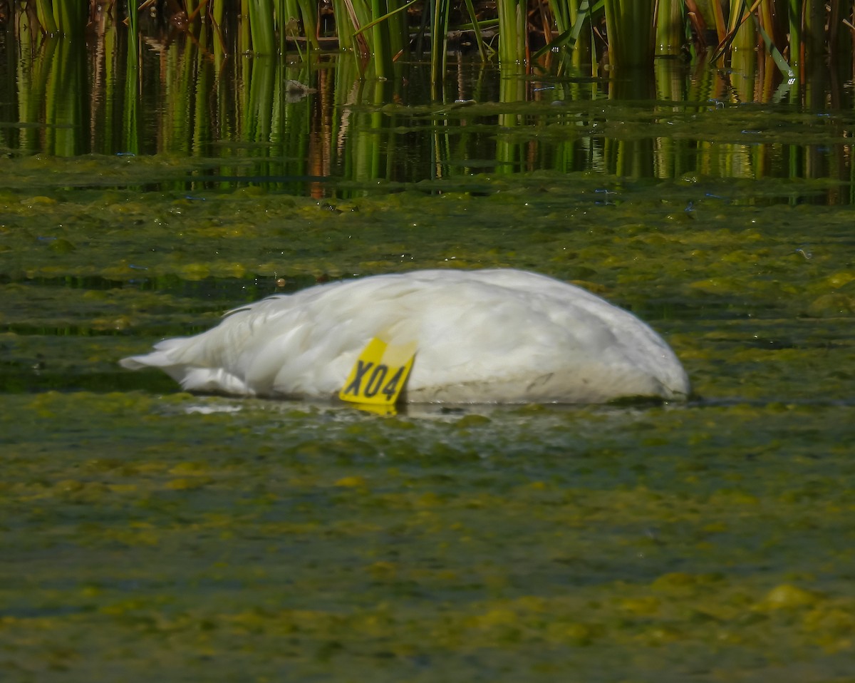 Trumpeter Swan - ML623168256