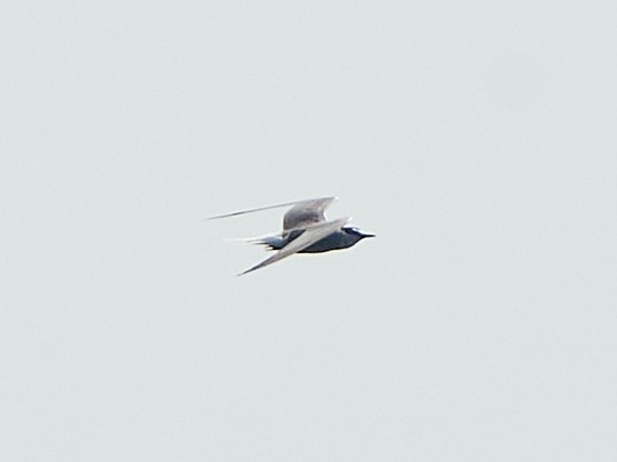 Aleutian Tern - Chieh-Peng Chen