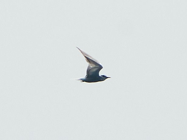 Aleutian Tern - ML623168271