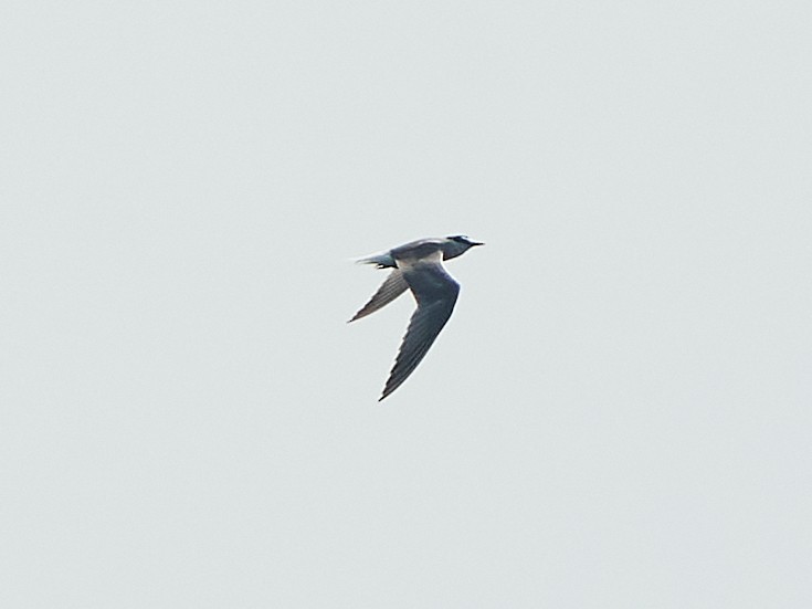 Aleutian Tern - ML623168272