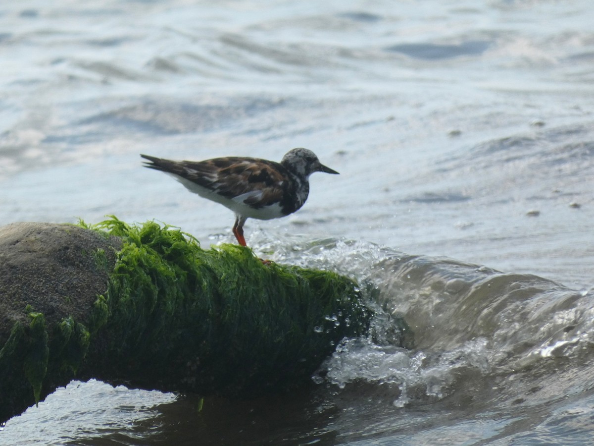 Ruddy Turnstone - Noam Pagany