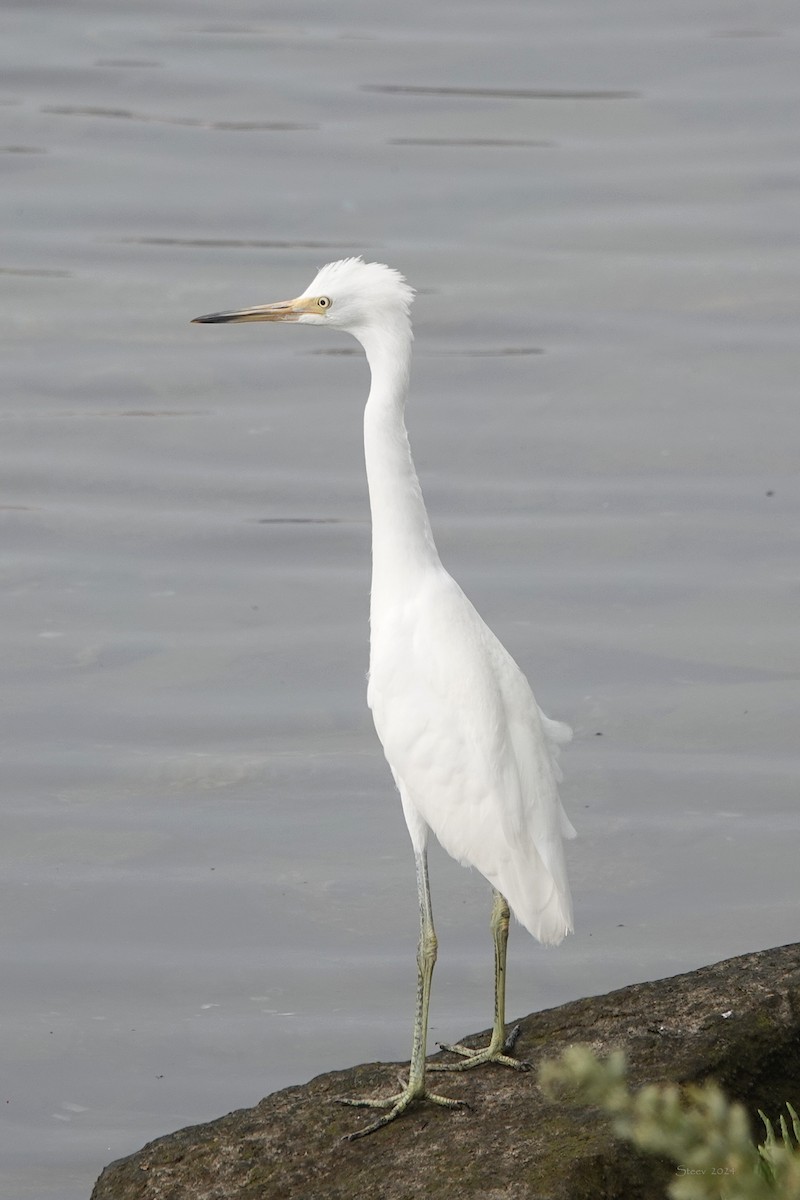 Snowy Egret - ML623168382