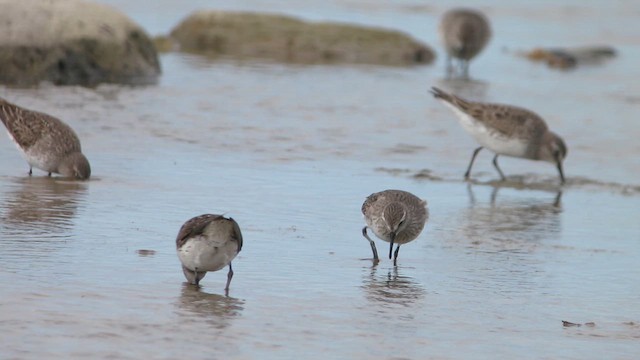 White-rumped Sandpiper - ML623168390