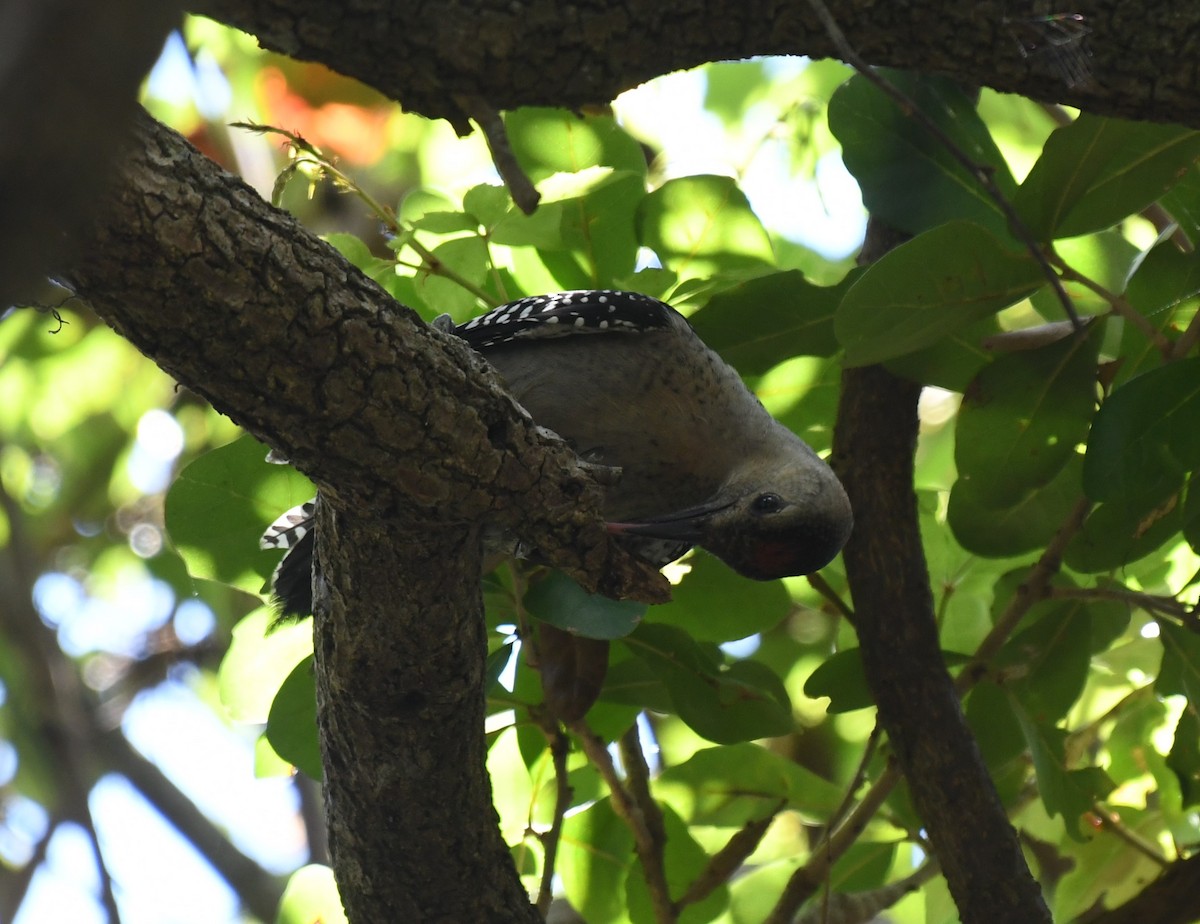 Red-bellied Woodpecker - ML623168400