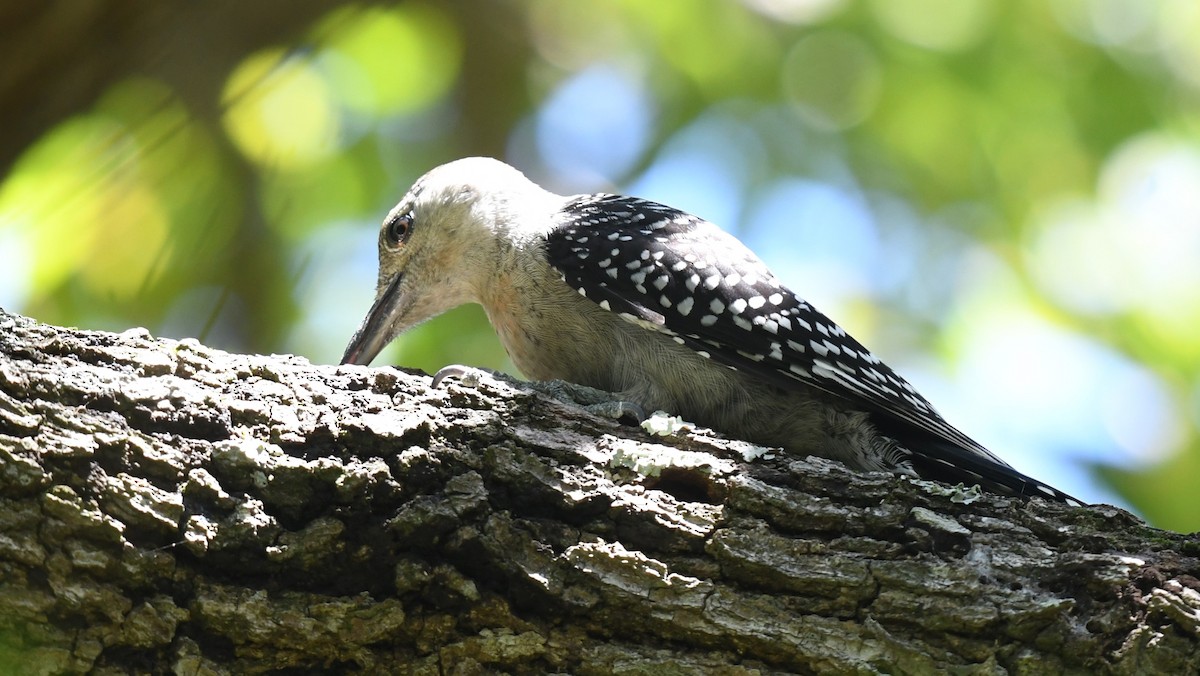 Red-bellied Woodpecker - ML623168401