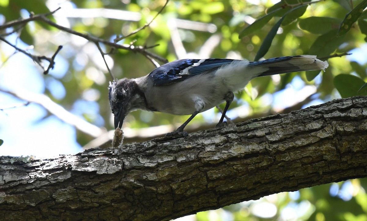 Blue Jay - ML623168403