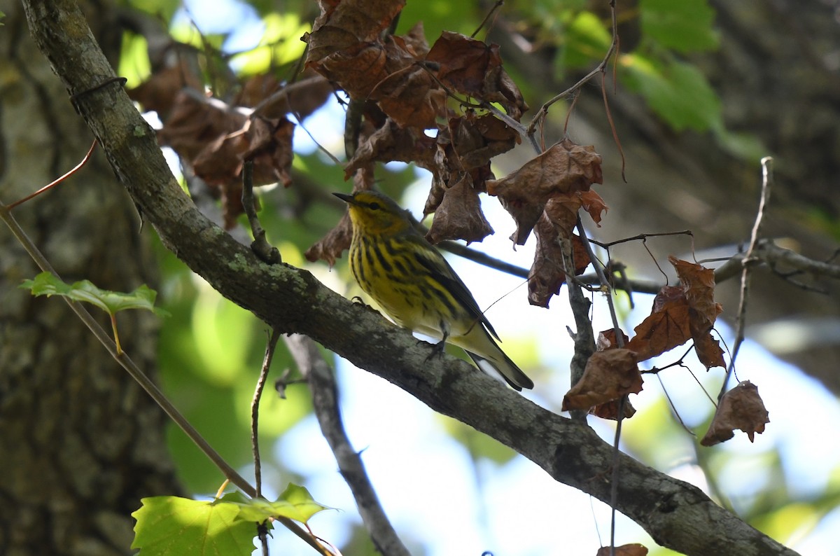 Cape May Warbler - ML623168405